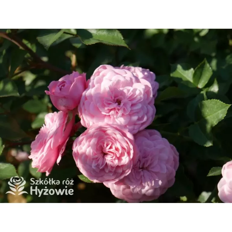 Jak pielęgnować różne pnące w ogrodzie